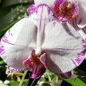 Орхидея Phalaenopsis Minho Princess (отцвёл)