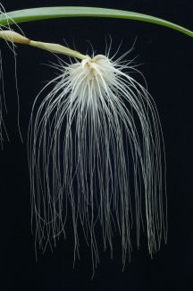 Орхидея Bulbophyllum medusae (отцвел) 