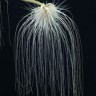 Орхидея Bulbophyllum medusae (отцвел) 