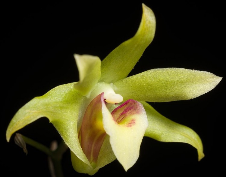 Орхидея Dendrobium officinale (еще не цвёл)   
