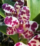 Орхидея Sedirea japonica x rhy. gigantea (еще не цвела)   