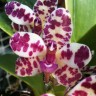 Орхидея Sedirea japonica x rhy. gigantea (еще не цвела)   