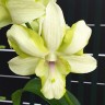 Орхидея Dendrobium Dragon Jade (отцвёл)     
