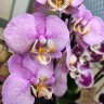 Орхидея Phalaenopsis Mosaic