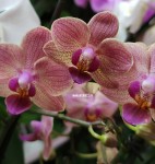 Орхидея Phalaenopsis, multiflora (отцвел, РЕАНИМАШКА)   