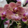 Орхидея Phalaenopsis, multiflora (отцвел, РЕАНИМАШКА)   