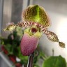 Орхидея Paphiopedilum Pinocchio (отцвел)