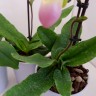 Орхидея Paphiopedilum Pinocchio 