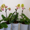 Орхидея Paphiopedilum Pinocchio 