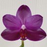 Орхидея Phal. Miki Purple Pearl (еще не цвел, РЕАНИМАШКА)   