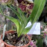 Орхидея Paphiopedilum hybrid (отцвел)  