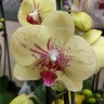 Орхидея Phalaenopsis Edyta (отцвел, РЕАНИМАШКА)