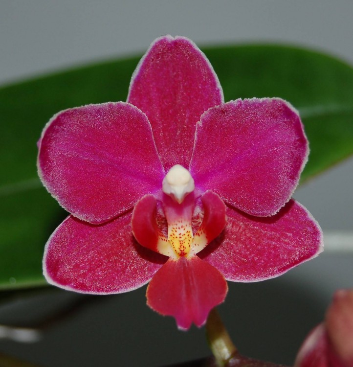 Орхидея Phalaenopsis Sogo Perfume, multiflora (отцвел)
