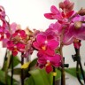 Орхидея Phalaenopsis Sogo Perfume, multiflora (отцвел)