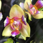 Орхидея Phal. Golden Sand, peloric, multiflora (отцвел)