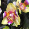 Орхидея Phal. Golden Sand, peloric, multiflora (отцвел)