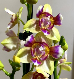 Орхидея Phal. Golden Sand, peloric, multiflora (отцвел)