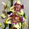 Орхидея Phal. Golden Sand, peloric, multiflora (отцвел)
