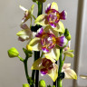 Орхидея Phal. Golden Sand, peloric, multiflora (отцвел)