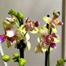 Орхидея Phal. Golden Sand, peloric, multiflora (отцвел)
