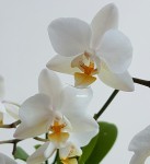 Орхидея Phalaenopsis Soft Cloud, mini 