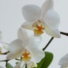 Орхидея Phalaenopsis Soft Cloud, mini (отцвел)