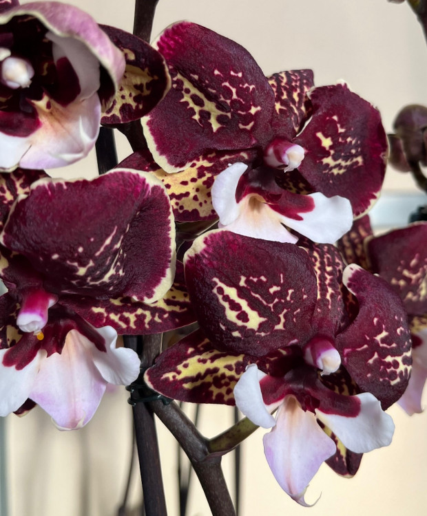 Орхидея Phalaenopsis, Big Lip (отцвел)