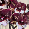 Орхидея Phalaenopsis, Big Lip (отцвел)