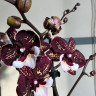 Орхидея Phalaenopsis, Big Lip (отцвел)