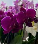 Орхидея Phalaenopsis Brazilian Fever, multiflora 