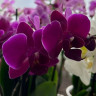 Орхидея Phalaenopsis Brazilian Fever, multiflora (отцвел)