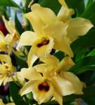 Орхидея Dendrobium nobile yellow 'Dark Eye' (отцвела)