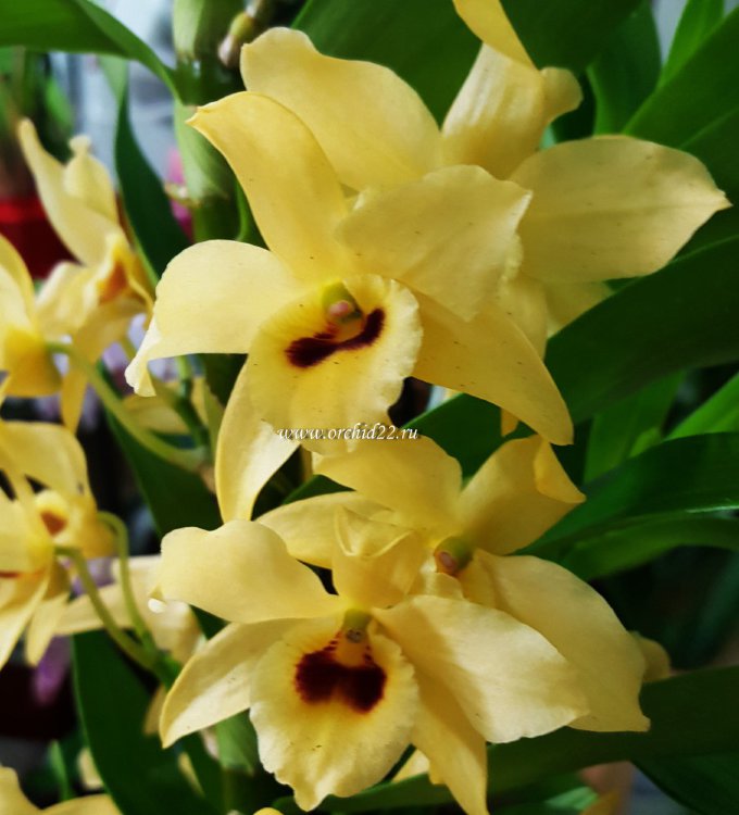 Орхидея Dendrobium nobile yellow 'Dark Eye'
