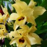 Орхидея Dendrobium nobile yellow 'Dark Eye'