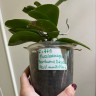 Орхидея Phal. Perfumе Dazzling Devil, multiflora (отцвел, РЕАНИМАШКА*)