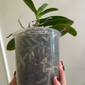 Орхидея Phal. Perfumе Dazzling Devil, multiflora (отцвел, РЕАНИМАШКА*)