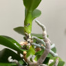 Орхидея Phal. Perfumе Dazzling Devil, multiflora (отцвел, РЕАНИМАШКА*)