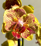 Орхидея Phalaenopsis peloric