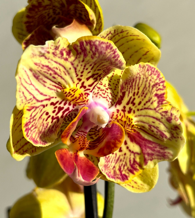 Орхидея Phalaenopsis peloric