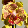 Орхидея Phalaenopsis peloric