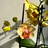 Орхидея Phalaenopsis peloric