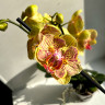 Орхидея Phalaenopsis peloric