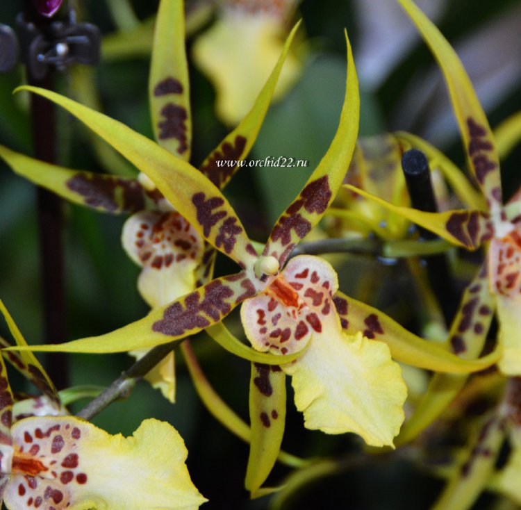 Орхидея Brassia Tessa (отцвела)