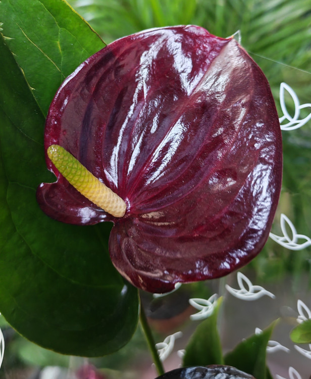 Anthurium Perito Brown