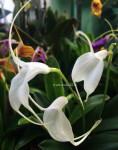 Орхидея Masdevallia (отцвела, деленка)
