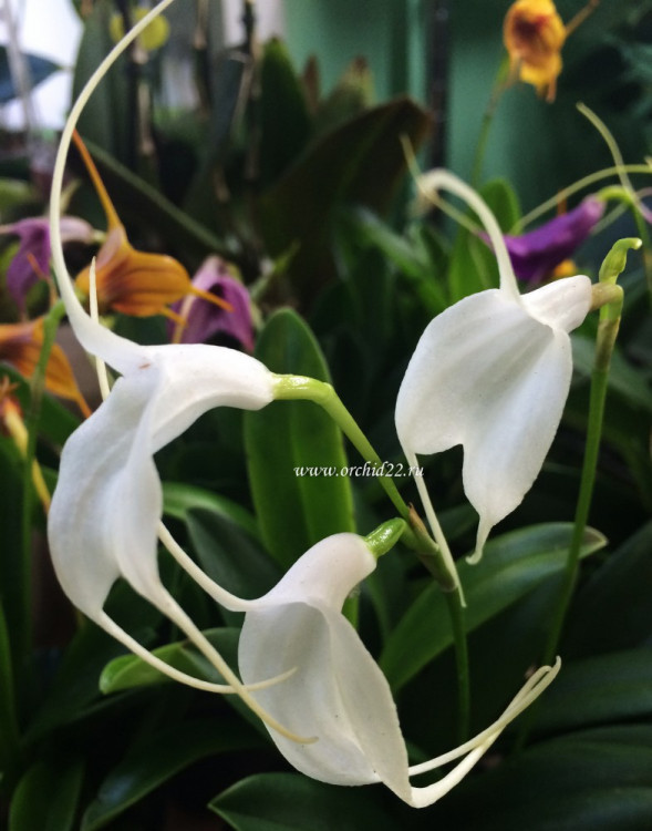 Орхидея Masdevallia (отцвела, деленка)