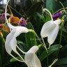 Орхидея Masdevallia (отцвела, деленка)