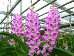Орхидея Vascostylis Five Friendship x Rhynchostylis coelestis pink (отцвела)