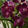 Орхидея Vanda hybrid (еще не цвела)