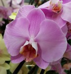 Орхидея Phalaenopsis Pink Lady (отцвёл)